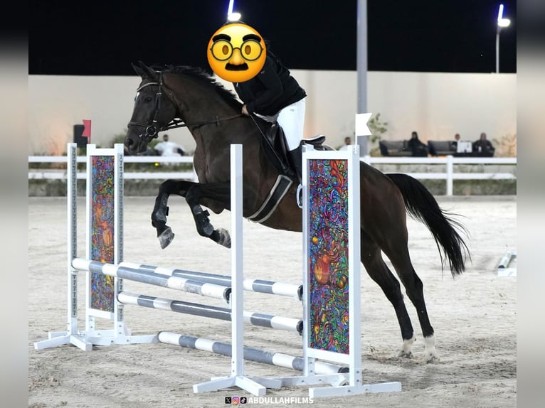 KWPN Mix Wałach 14 lat 160 cm Ciemnogniada in riyadh