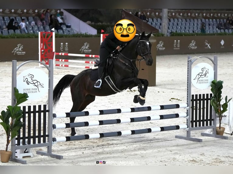 KWPN Mix Wałach 14 lat 160 cm Ciemnogniada in riyadh