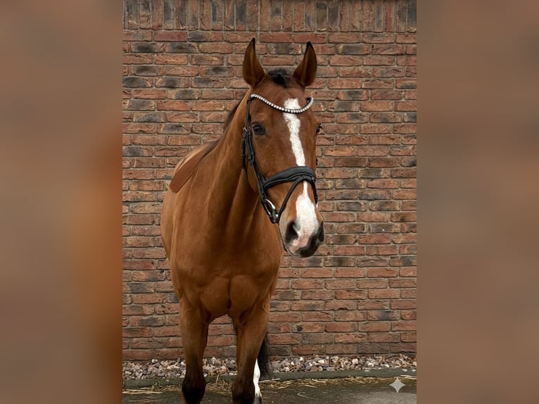 KWPN Wałach 14 lat 167 cm Gniada in Niederkassel