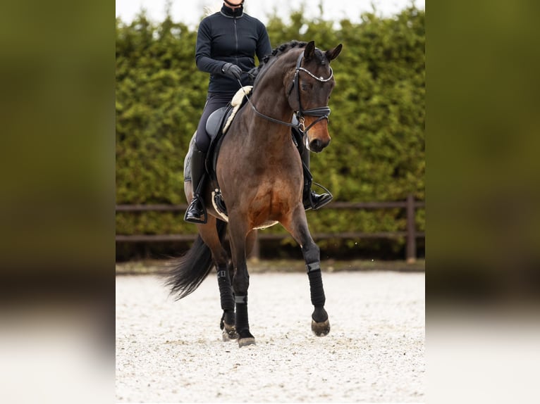 KWPN Wałach 14 lat 168 cm Gniada in Wergea