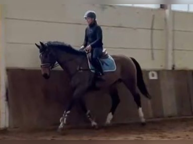 KWPN Wałach 14 lat 170 cm Gniada in Braunschweig