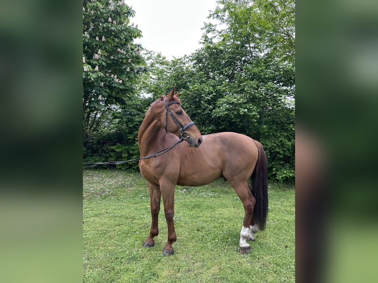 KWPN Wałach 14 lat 170 cm Kasztanowata in Hanau