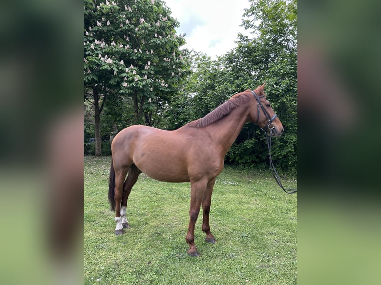 KWPN Wałach 14 lat 170 cm Kasztanowata in Hanau