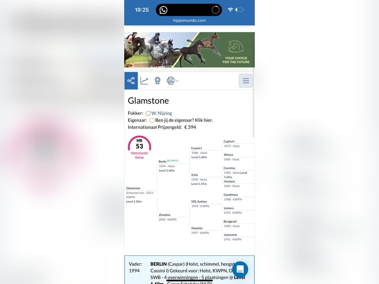 KWPN Wałach 14 lat 181 cm Siwa in Bonheiden