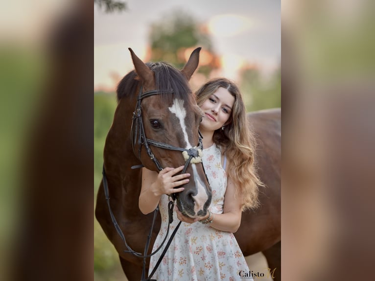 KWPN Wałach 15 lat 165 cm Ciemnogniada in Domžale