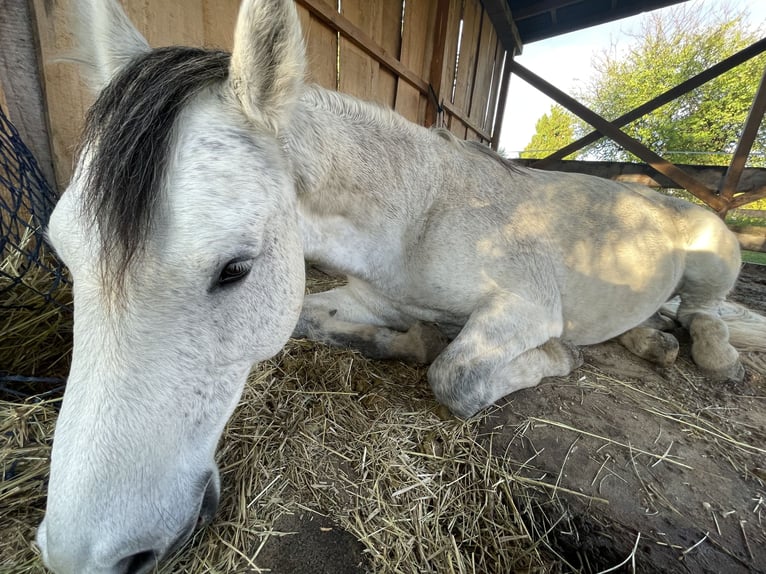 KWPN Mix Wałach 15 lat 165 cm Siwa jabłkowita in Hügelsheim