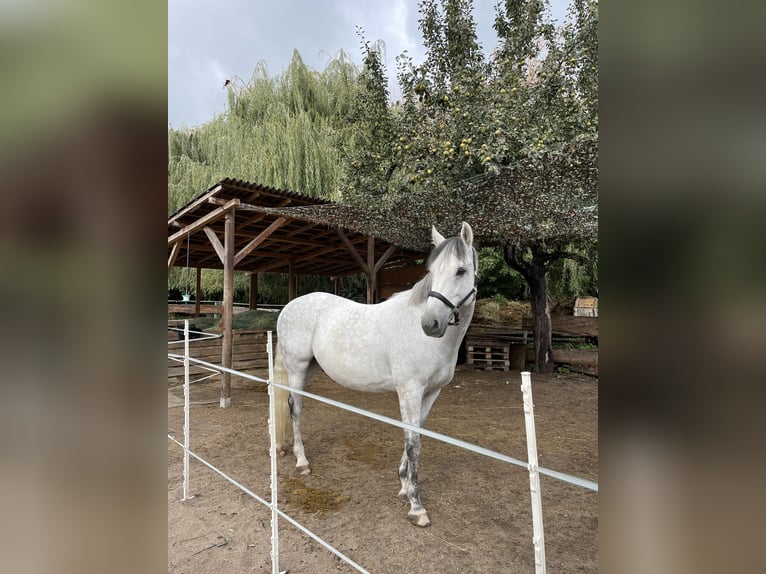 KWPN Mix Wałach 15 lat 165 cm Siwa jabłkowita in Hügelsheim