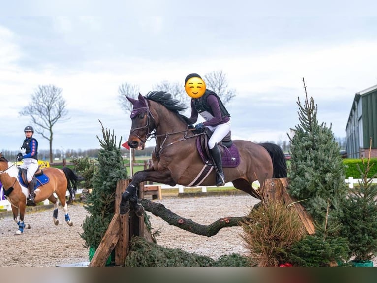 KWPN Wałach 15 lat 167 cm Gniada in Noord-Sleen