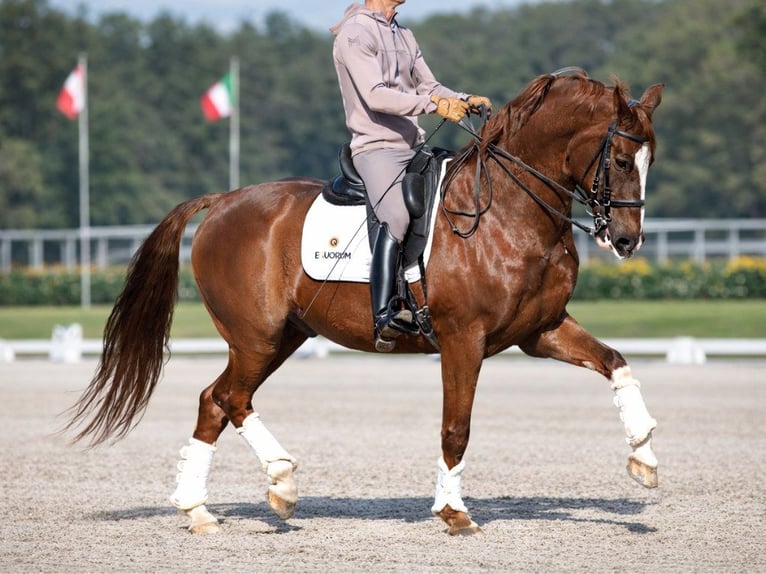 KWPN Wałach 15 lat 167 cm Kasztanowata in Navas Del Madroño