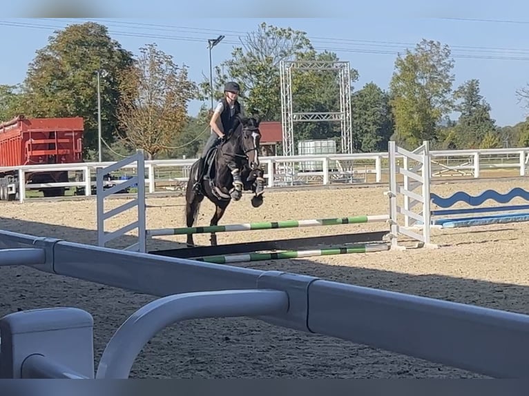 KWPN Wałach 15 lat 168 cm Ciemnogniada in Gundelfingen