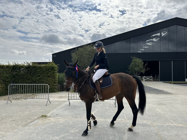 KWPN Wałach 15 lat 172 cm Ciemnogniada in Putte