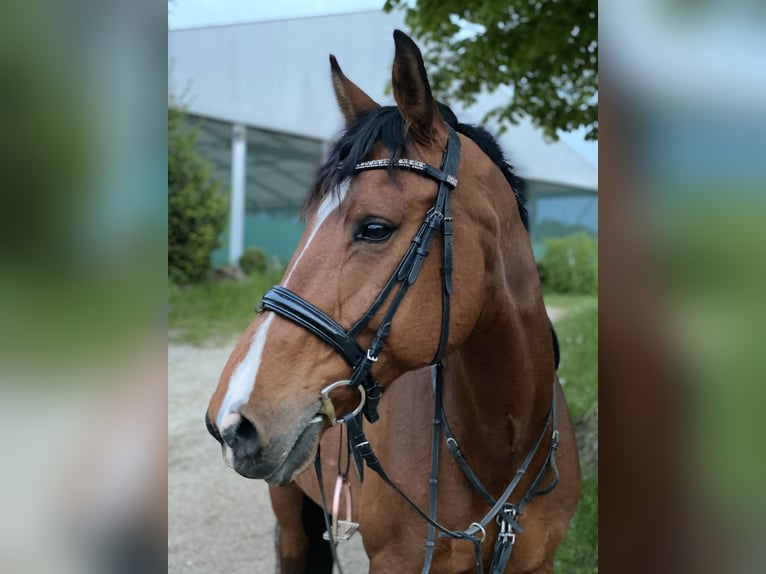 KWPN Wałach 15 lat 172 cm Gniada in K&#xF6;sching