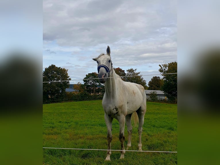 KWPN Wałach 15 lat 180 cm in Kleinbundenbach KWPN Wałach 15 lat 180 cm in Kleinbundenbach