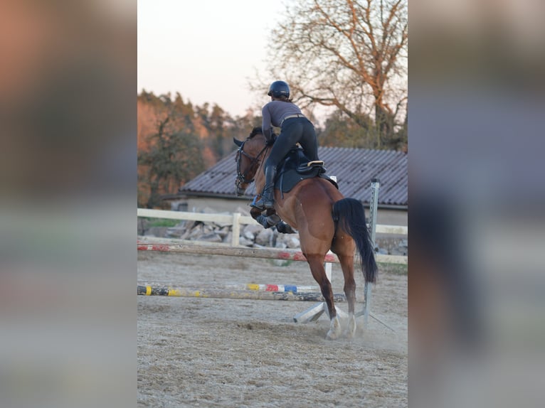 KWPN Wałach 16 lat 165 cm Gniada in Dinkelsbühl