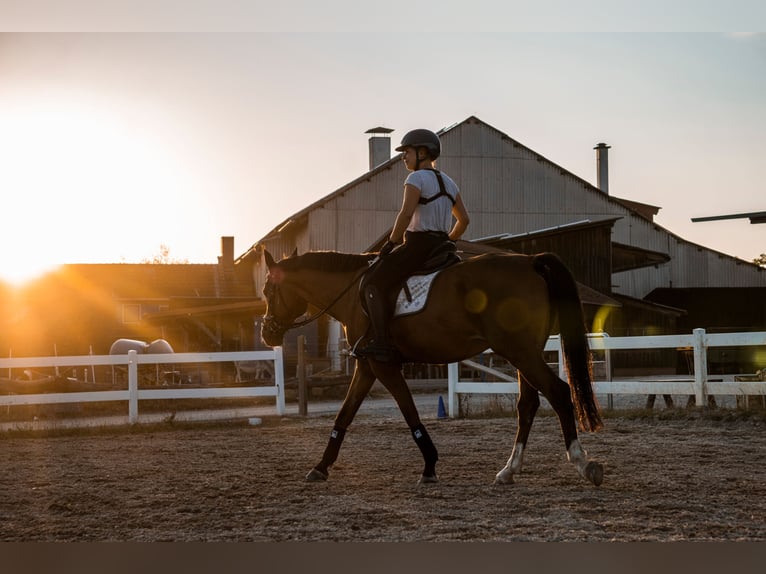 KWPN Wałach 16 lat 165 cm Gniada in Dinkelsbühl
