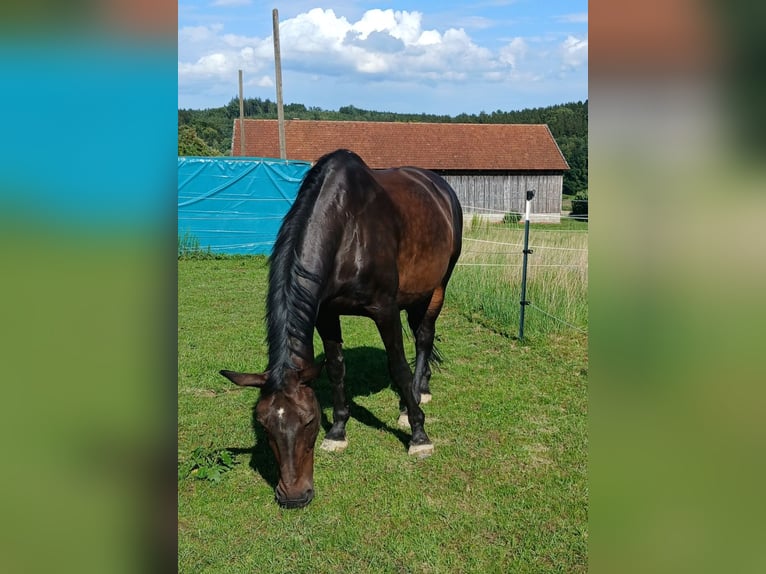 KWPN Wałach 16 lat 168 cm Ciemnogniada in Buch am Buchrain