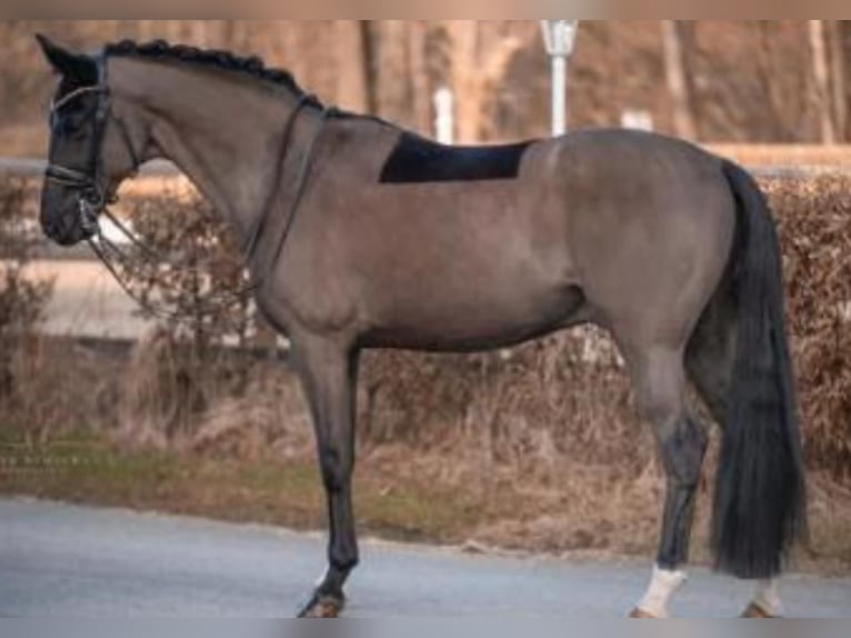 KWPN Wałach 16 lat 168 cm Kara in Budweis