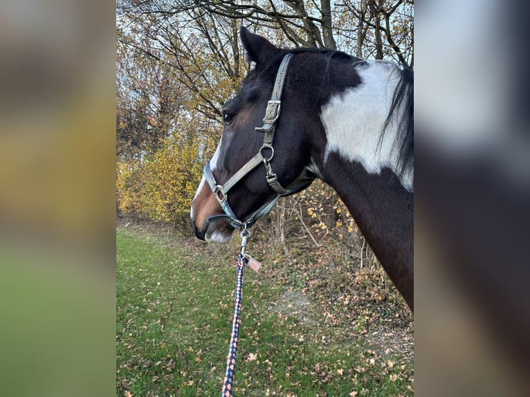 KWPN Wałach 16 lat 168 cm Srokata in Dörentrup
