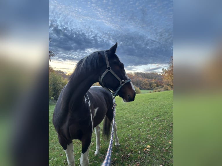 KWPN Wałach 16 lat 168 cm Srokata in Dörentrup
