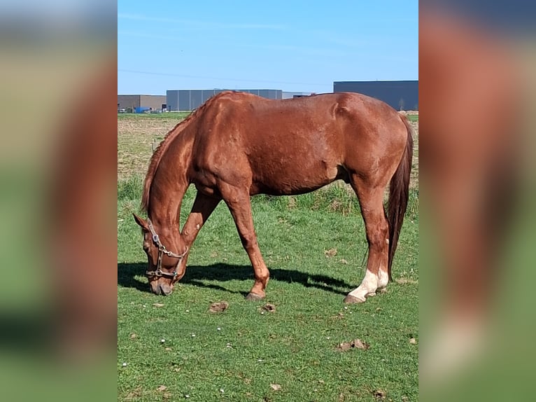 KWPN Wałach 16 lat 174 cm Kasztanowata in Linnich