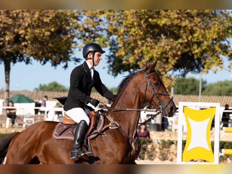 KWPN Wałach 17 lat 175 cm Ciemnogniada in Reus
