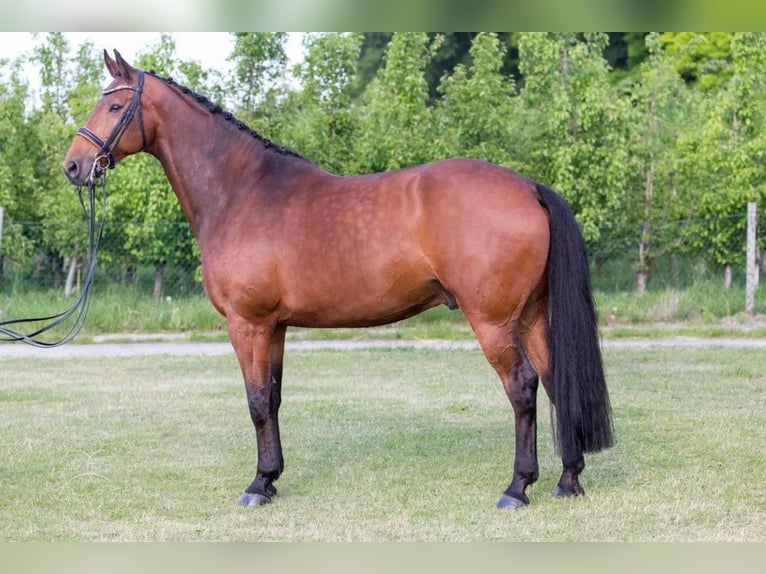 KWPN Wałach 17 lat 176 cm Gniada in Weil der Stadt