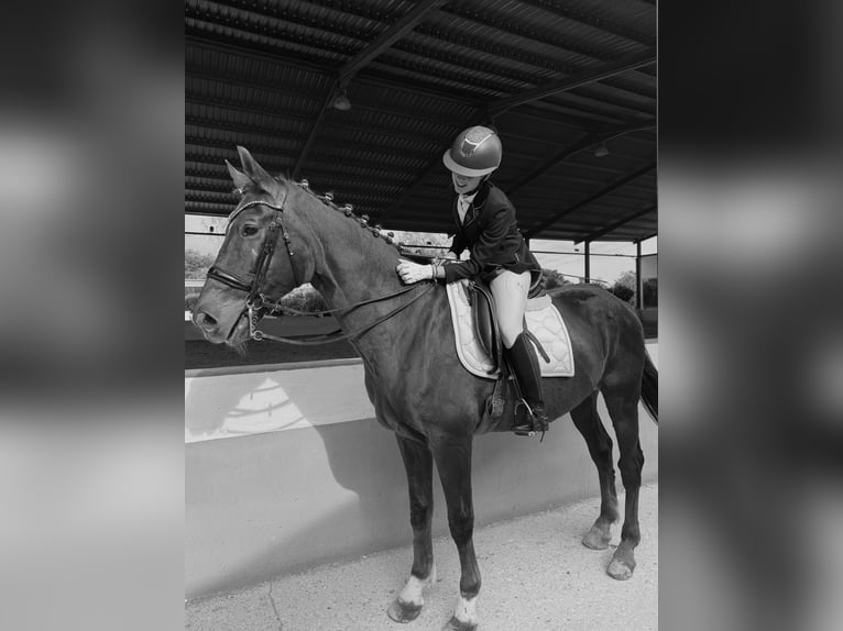 KWPN Wałach 18 lat 165 cm Kasztanowata in La Pobla De Vallbona