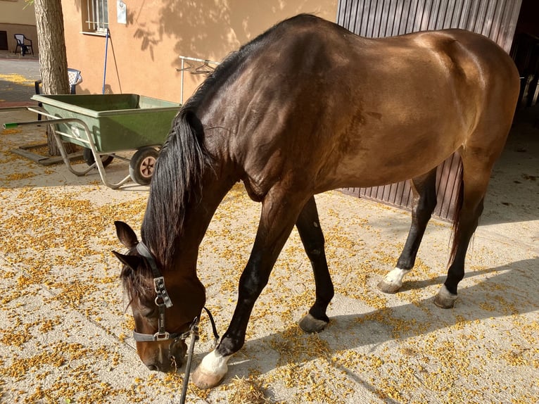 KWPN Wałach 19 lat 168 cm Bułana in Torrevieja