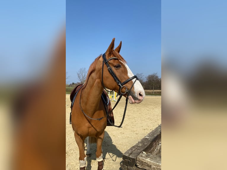 KWPN Wałach 19 lat 169 cm  in Groß Wittensee