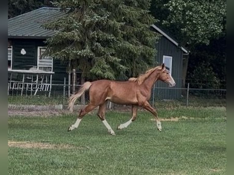 KWPN Wałach 1 Rok 170 cm Kasztanowata in Maasbree
