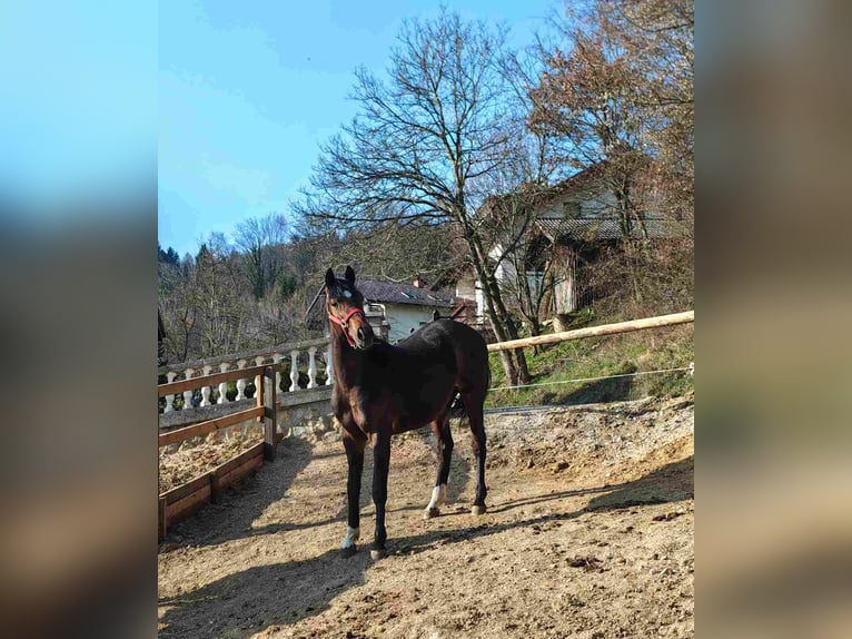 KWPN Wałach 2 lat 155 cm Gniada in Moravče