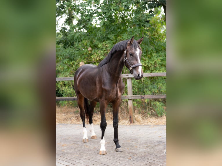KWPN Wałach 2 lat 167 cm Ciemnogniada in Oosterhout