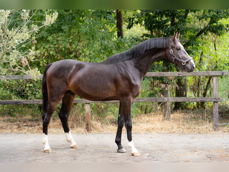 KWPN Wałach 2 lat 167 cm Ciemnogniada in Oosterhout