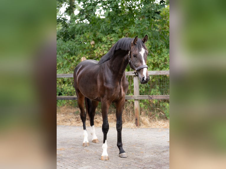 KWPN Wałach 2 lat 167 cm Ciemnogniada in Oosterhout