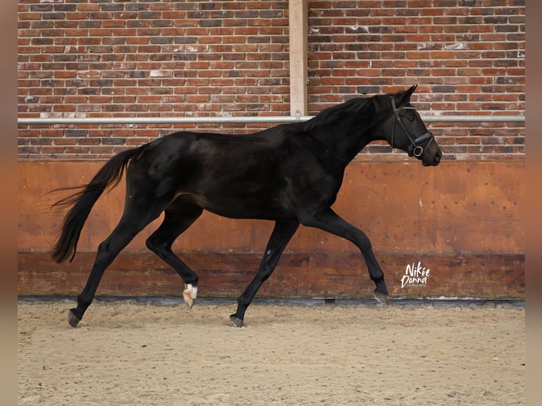KWPN Wałach 2 lat 167 cm Kara in Haaksbergen