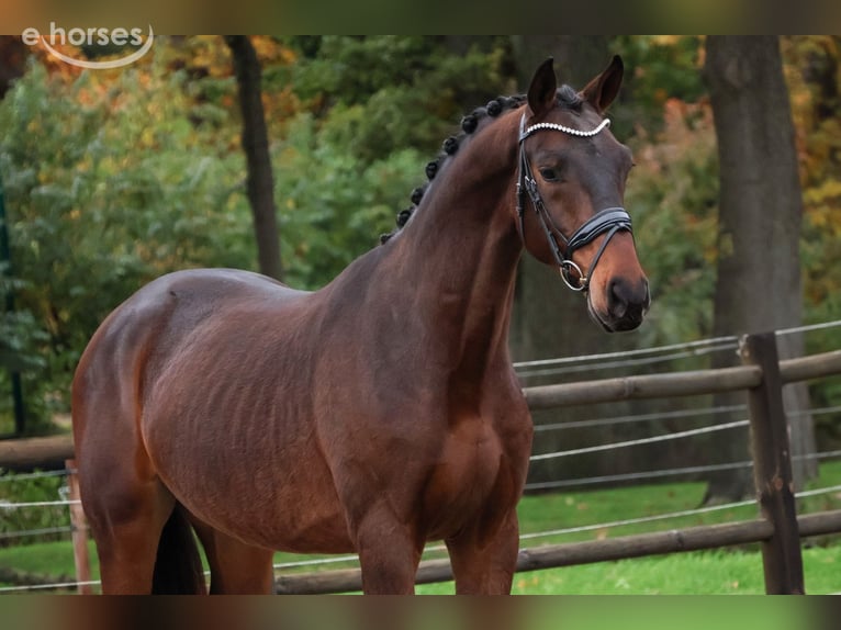 KWPN Wałach 2 lat 168 cm Gniada in Loon op Zand