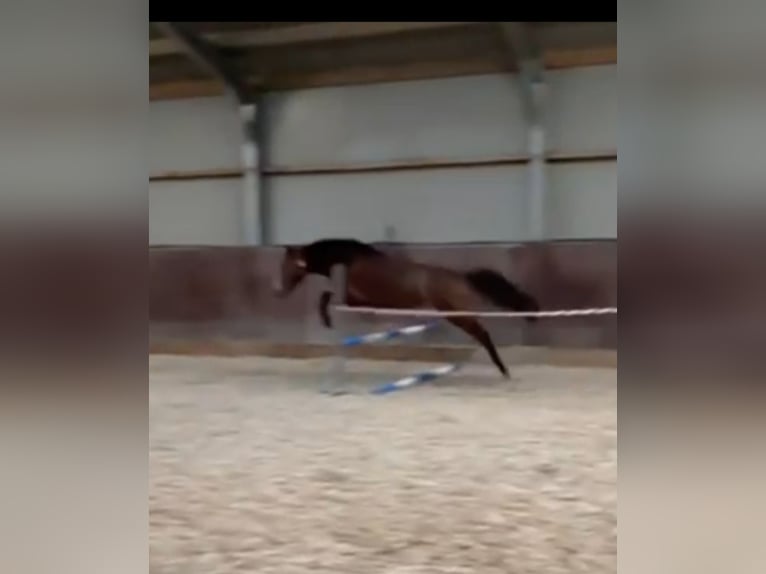 KWPN Wałach 3 lat 150 cm Gniada in Beuningen
