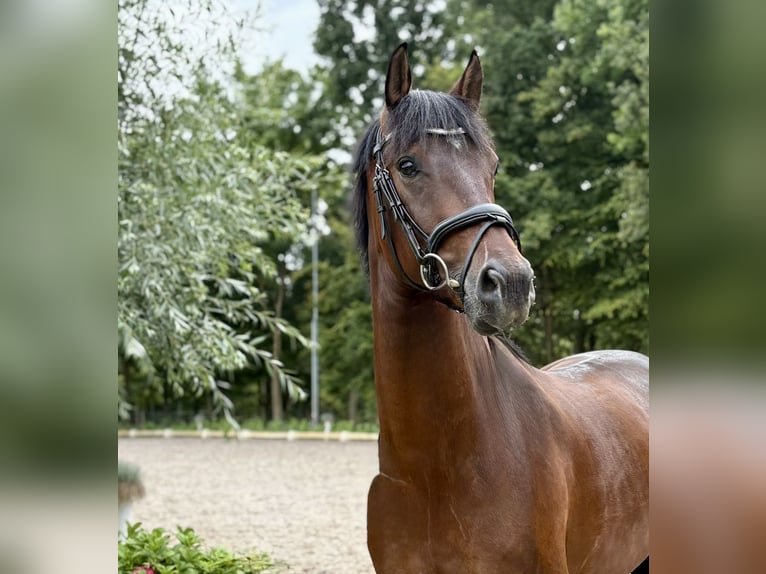 KWPN Wałach 3 lat 160 cm Gniada in Susteren