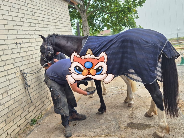 KWPN Mix Wałach 3 lat 161 cm Kara in Geseke