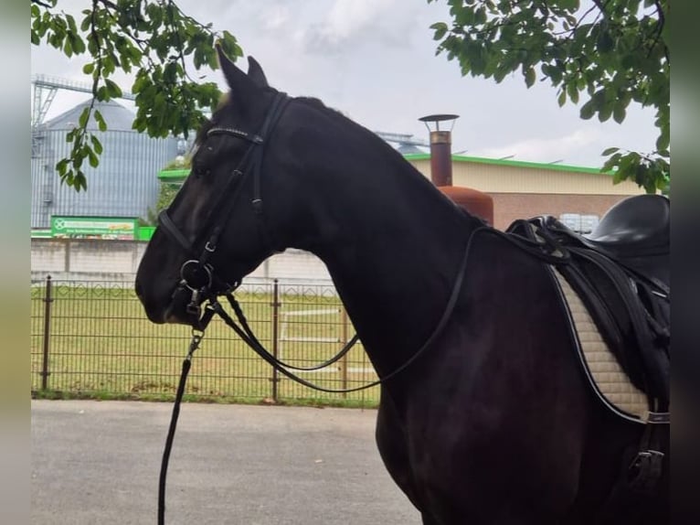 KWPN Mix Wałach 3 lat 161 cm Kara in Geseke