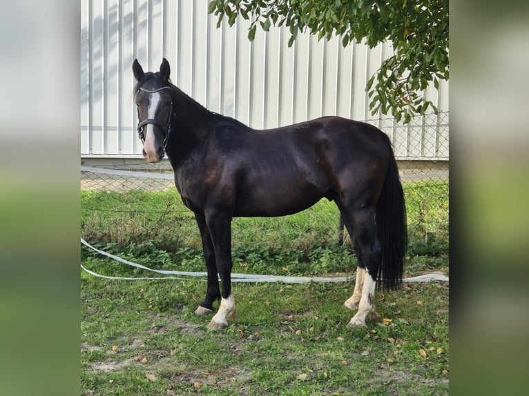 KWPN Mix Wałach 3 lat 161 cm Kara in Geseke