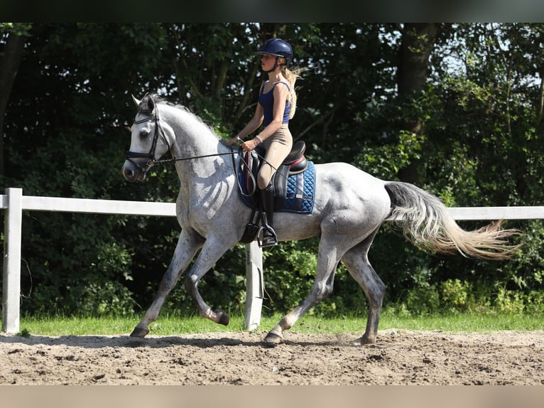 KWPN Wałach 3 lat 161 cm Siwa in Britswert