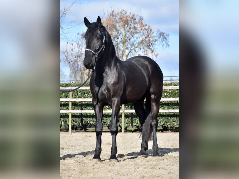KWPN Wałach 3 lat 163 cm Kara in IJsselstein