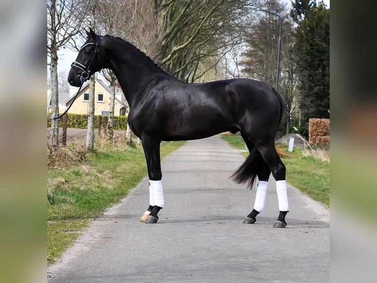 KWPN Wałach 3 lat 163 cm Kara in Prinsenbeek