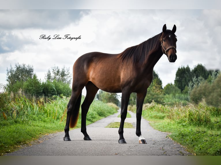 KWPN Wałach 3 lat 164 cm Ciemnogniada in Gouderak