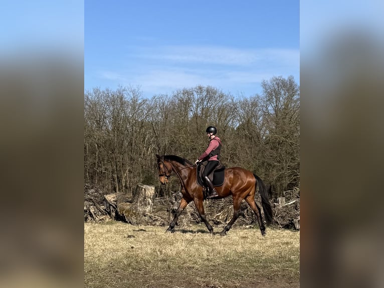 KWPN Wałach 3 lat 164 cm Gniada in Schaijk