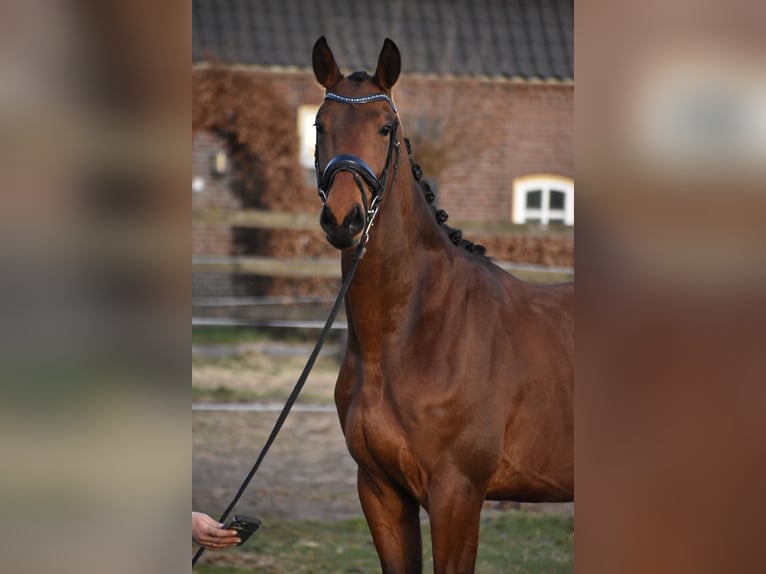 KWPN Wałach 3 lat 164 cm Gniada in Schaijk