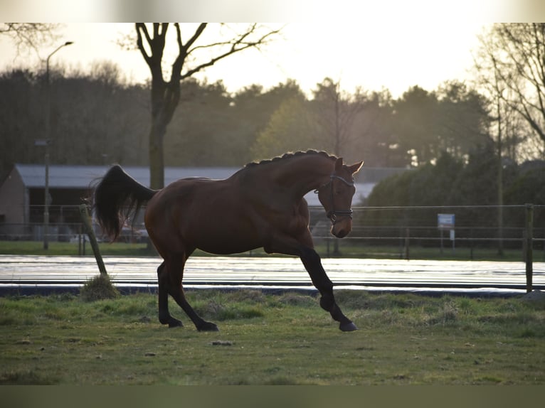 KWPN Wałach 3 lat 164 cm Gniada in Schaijk