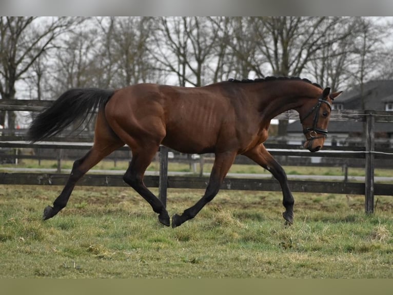 KWPN Wałach 3 lat 164 cm Gniada in Schaijk