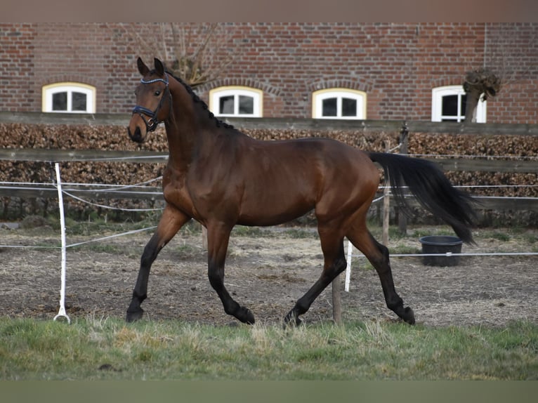 KWPN Wałach 3 lat 164 cm Gniada in Schaijk